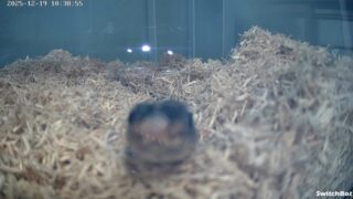 オオレーサー（Dolichophis jugularis）｜WCメス個体