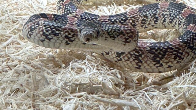 ハナナガヘビ（Rhinocheilus lecontei）