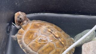 トウブハコガメkame-yaナオ YS血統 2025CB