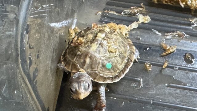 KOBU JAPAN 2025CB グリーン左点 セレクト個体（ベビー）