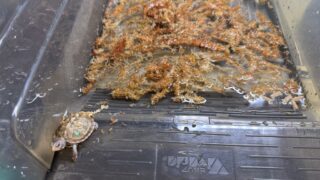 KOBU JAPAN 2025CB グリーン左点 セレクト個体（ベビー）