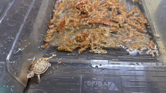 KOBU JAPAN 2025CB グリーン左点 セレクト個体（ベビー）