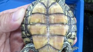 ヒラチズガメ（Graptemys geographica）腹甲