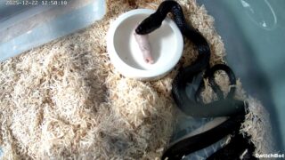 オオレーサー（Dolichophis jugularis）｜WCメス個体