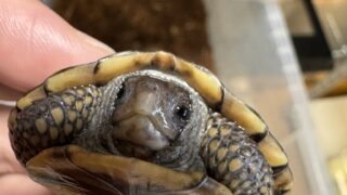 トウブハコガメ（kame-yaナオ Y1血統 2025CB）