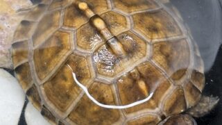 トウブハコガメkame-yaナオ YS血統 2025CB