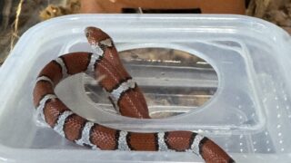 レッドミルクスネーク