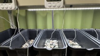 カメ・ベビー用保温育成環境