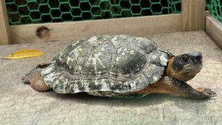 モリイシガメ（Glyptemys insculpta）オス