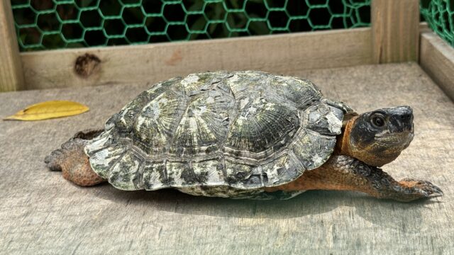 モリイシガメ（Glyptemys insculpta）オス