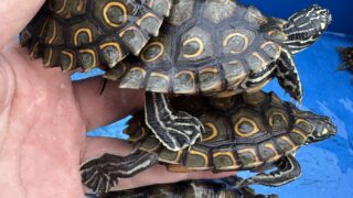 ワモンチズガメ