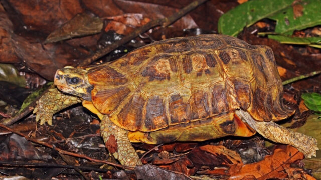 ホームセオレガメ（Kinixys homeana）