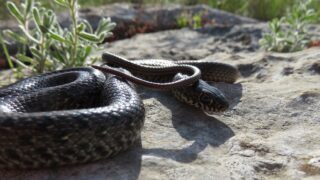 オオレーサー（Dolichophis jugularis）