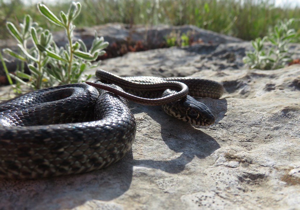 オオレーサー（Dolichophis jugularis）