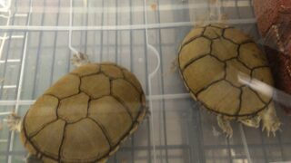 キイロドロガメ（Kinosternon flavescens）