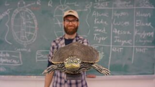 ヒラチズガメ研究