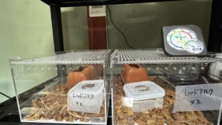 レッドミルクスネーク（Lampropeltis triangulum syspila）飼育環境