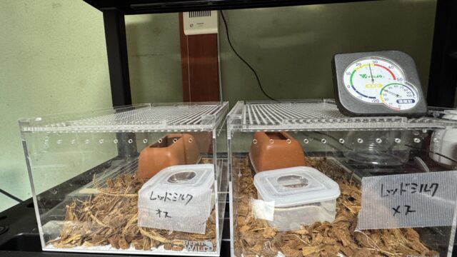 レッドミルクスネーク（Lampropeltis triangulum syspila）飼育環境