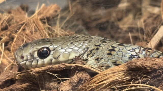 オオレーサー（Dolichophis jugularis）の幼体