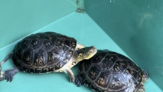 ブランディングガメ（Emydoidea blandingii）