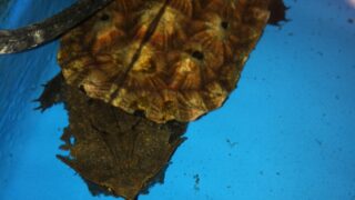 アマゾンマタマタ