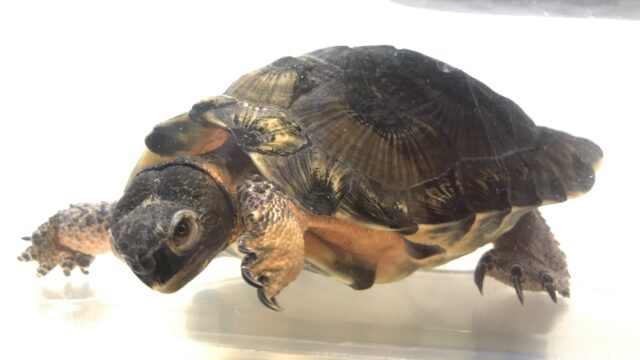 モリイシガメ（Glyptemys insculpta）