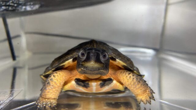 モリイシガメ（Glyptemys insculpta）