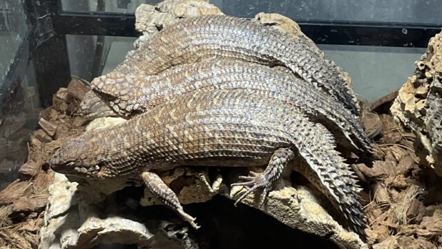 ストケスイワトカゲ（Egernia stokesii）
