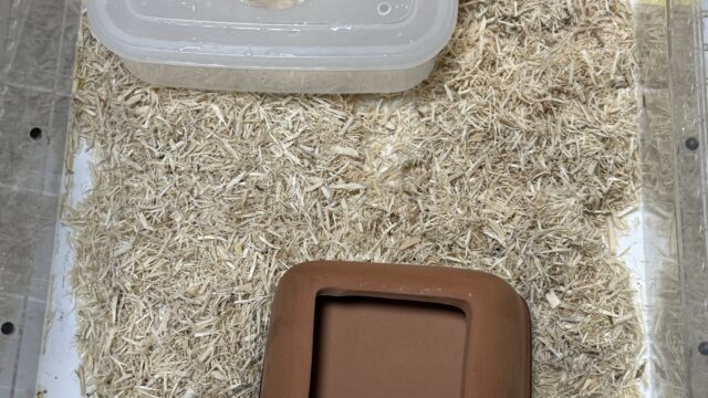 ハナナガヘビ（Rhinocheilus lecontei）飼育環境