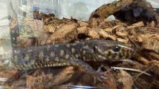 イボヨルトカゲ（Lepidophyma flavimaculatum）