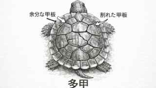 カメの多甲の絵図