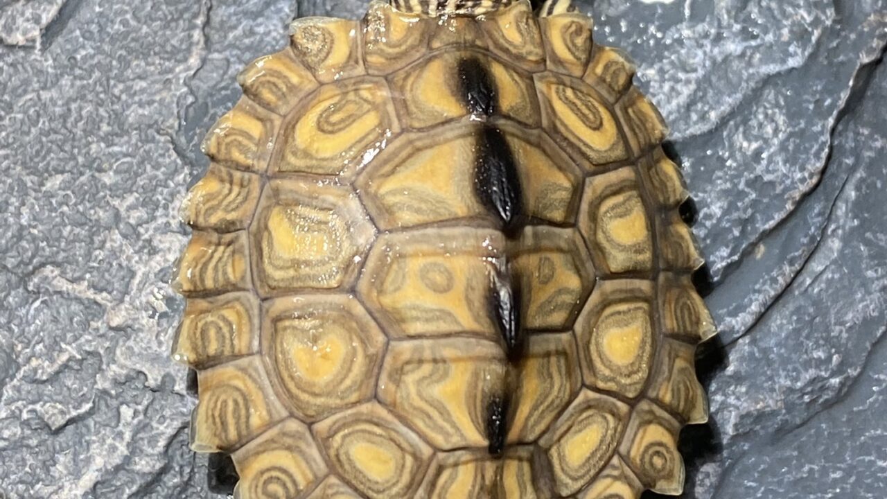 キマダラチズガメ（Graptemys flavimaculata）Escatawpa River（東端個体群）