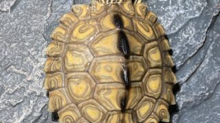 キマダラチズガメ（Graptemys flavimaculata）Escatawpa River（東端個体群）