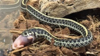 プレーンズガータースネーク（Thamnophis radix）