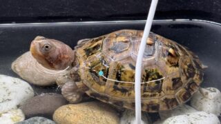 トウブハコガメ（Terrapene carolina carolina）