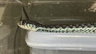 フロリダブルーガータースネーク（Thamnophis sirtalis similis）メスの頭部