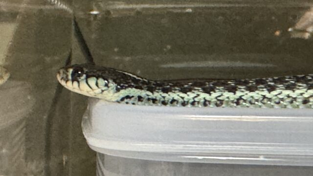 フロリダブルーガータースネーク（Thamnophis sirtalis similis）メスの頭部