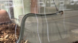 フロリダブルーガータースネーク（Thamnophis sirtalis similis）