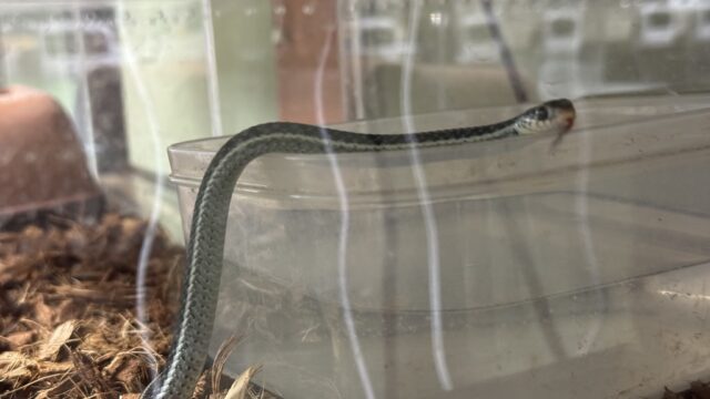 フロリダブルーガータースネーク（Thamnophis sirtalis similis）