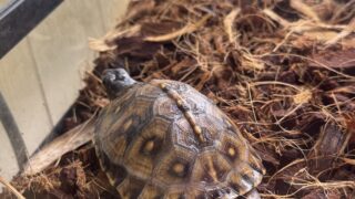 ガルフコーストハコガメ（Terrapene carolina major）