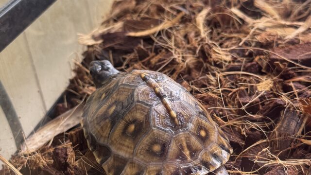 ガルフコーストハコガメ（Terrapene carolina major）