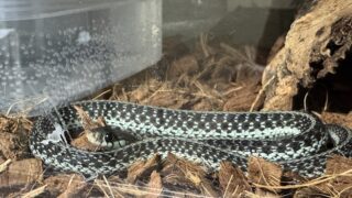 フロリダブルーガータースネーク（Thamnophis sirtalis similis）メス