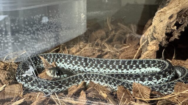 フロリダブルーガータースネーク（Thamnophis sirtalis similis）メス