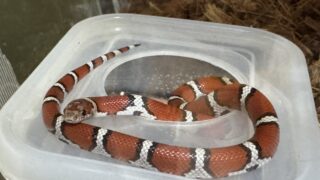 レッドミルクスネーク（Lampropeltis triangulum syspila）の幼体のペアを飼育している。 小さすぎてピンクマウスの一番小さいのすら食べることが出来ない。 冷凍ヤモリの手足や尾、首、腰の周りの肉を切り刻んで1匹あたり30分〜1時間かけて根気よく給餌している。 （冷凍ヤモリの内臓は食べないので、フロリダブルーガータースネーク与えている） 本種はなかなか食べくれず餌やりが大変・・・😭 購入したショップのエンドレスゾーンの店主さんのアドバイスで毎週水曜日、日曜日が給餌日（週2回給餌）。 アドバイスをいただいた中で大事な点は、飲み水は綺麗な水しか飲まない。 なので、毎日綺麗な水を維持している（1日1〜2回飲み水を交換している） 画像は飲み水を綺麗な水に交換したら、美味しそうに飲んでいた様子。 早くピンクマウスを食べるくらいサイズアップしたい。 ※現在はレッドミルクスネーク（Lampropeltis triangulum syspila）は亜種ではなくなり、 トウブミルクスネーク（Lampropeltis triangulum）に統合されている。 以下のURLは現在の飼育環境。 https://breed.tana.cc/environment-snake-juvenile-standard-lampropeltis-triangulum-syspila/