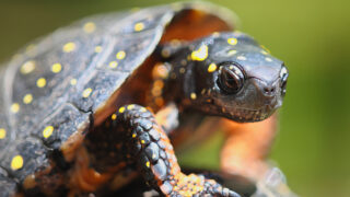 キボシイシガメ（Clemmys guttata）