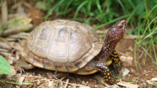 ミツユビハコガメ（Terrapene carolina triunguis）