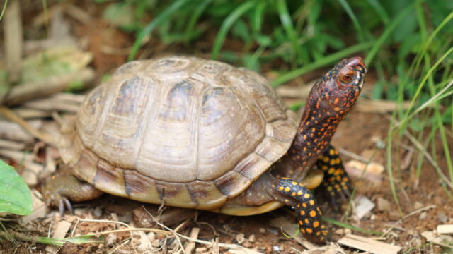ミツユビハコガメ（Terrapene carolina triunguis）