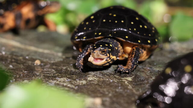 キボシイシガメ（Clemmys guttata）