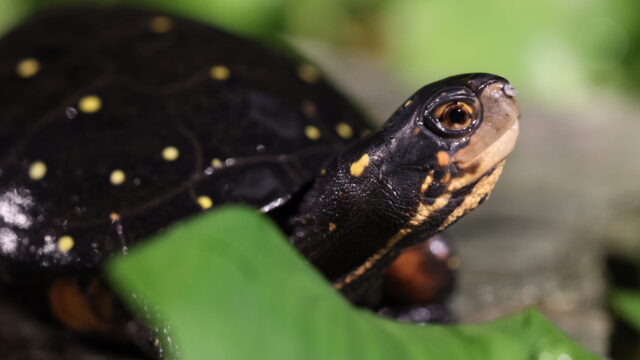 キボシイシガメ（Clemmys guttata）