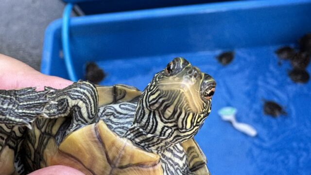 ヒラチズガメ（Graptemys geographica）